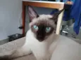 Koba