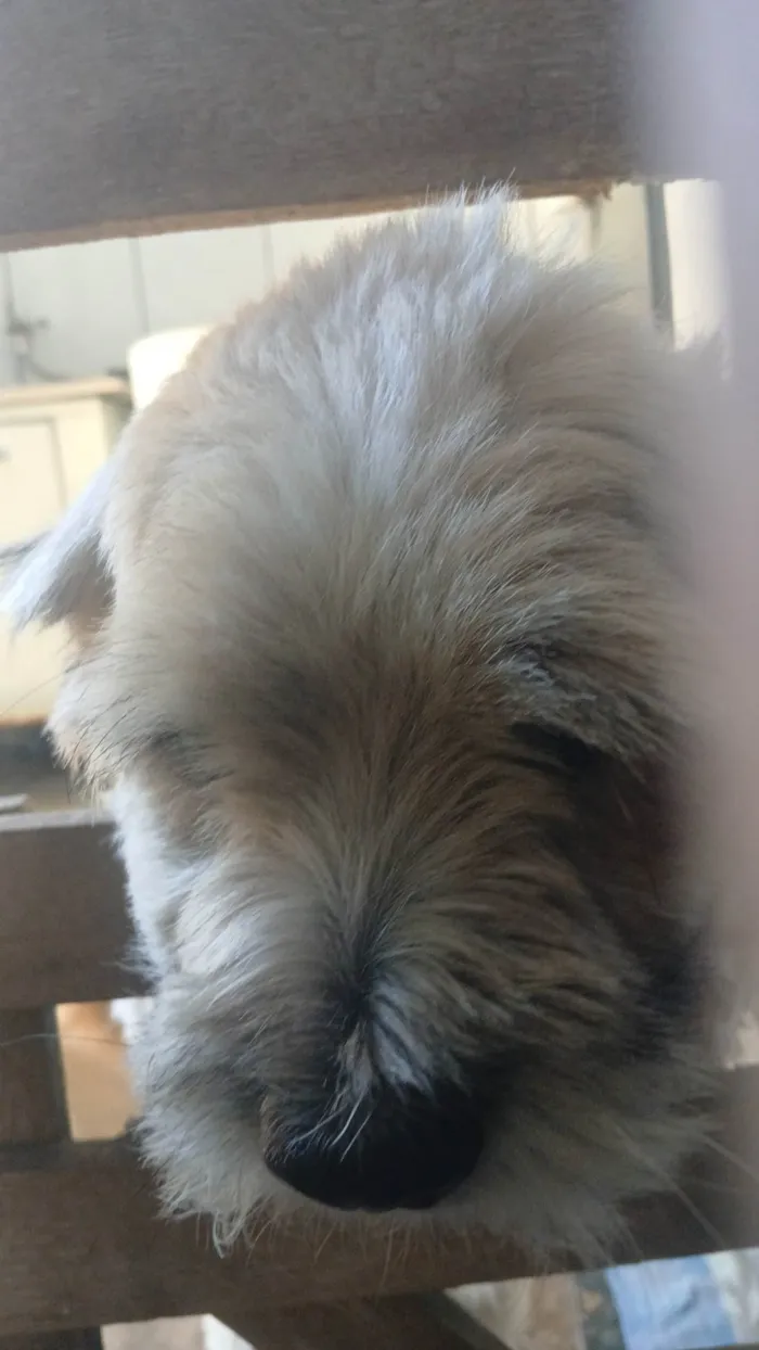 Cachorro ra a Shitzu idade 2 a 6 meses nome Thor 