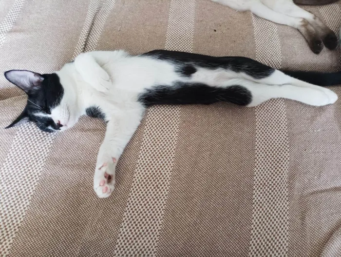 Gato ra a SRD-ViraLata idade 7 a 11 meses nome Tulio