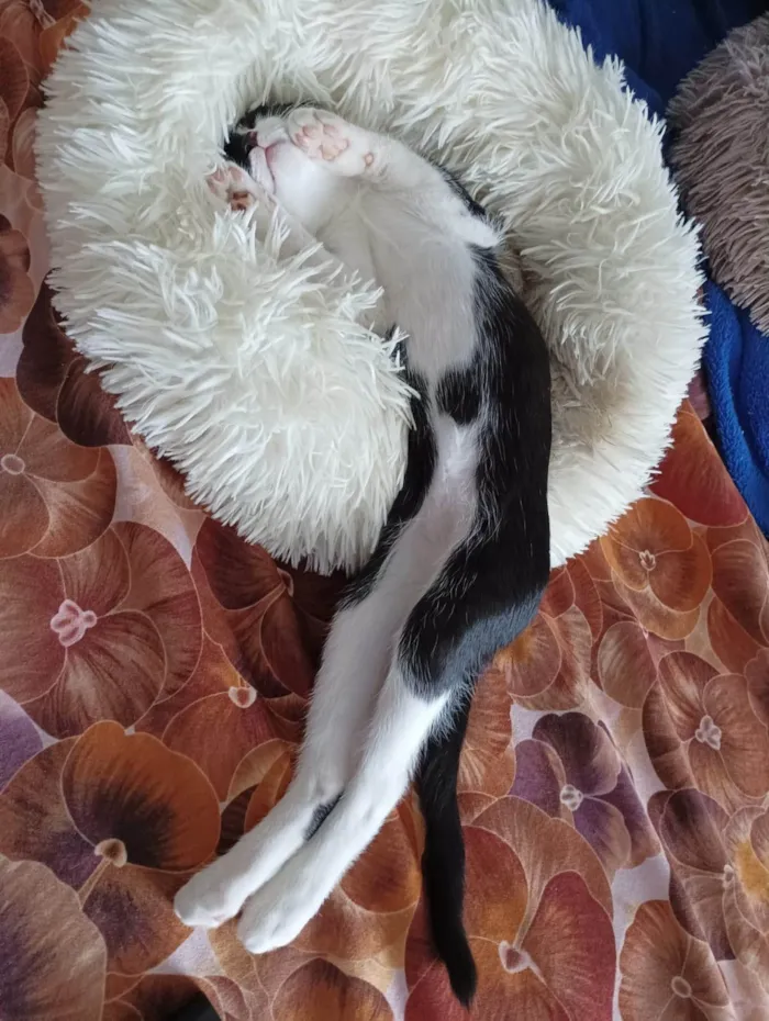 Gato ra a SRD-ViraLata idade 7 a 11 meses nome Tulio