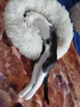 Tulio