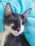 Tulio