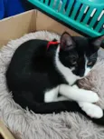 Tulio
