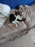 Tulio