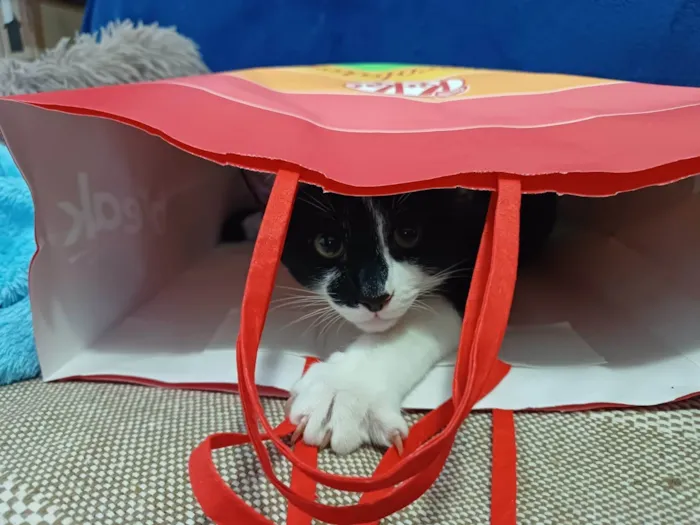 Gato ra a SRD-ViraLata idade 7 a 11 meses nome Tulio