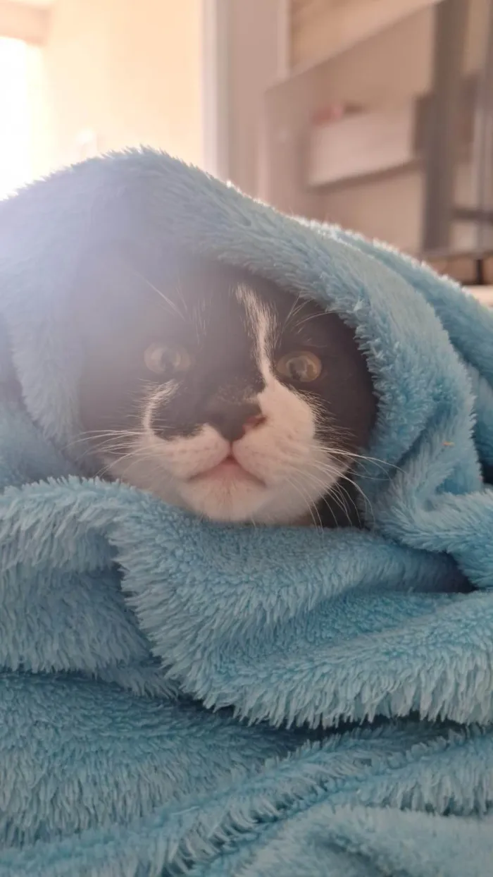 Gato ra a SRD-ViraLata idade 7 a 11 meses nome Tulio