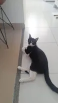 Tulio