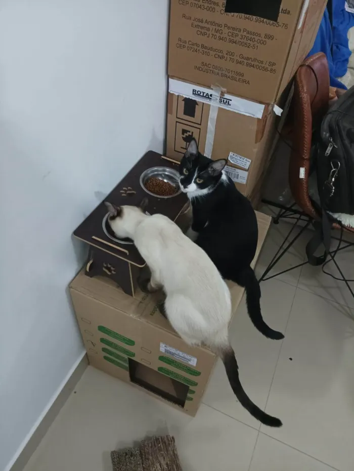 Gato ra a SRD-ViraLata idade 7 a 11 meses nome Tulio