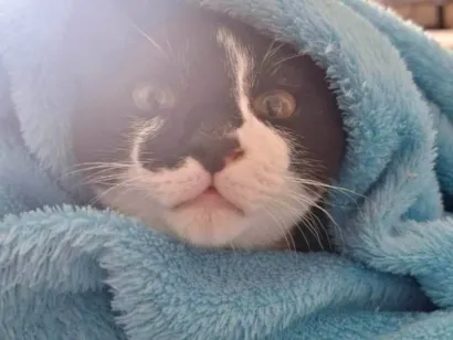 Gato raça SRD-ViraLata idade 7 a 11 meses nome Tulio