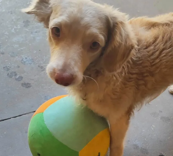 Cachorro ra a SRD-ViraLata idade 6 ou mais anos nome Miojo
