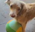 Miojo
