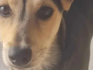 Cachorro raça SRD-ViraLata idade 2 a 6 meses nome Não tem nomev