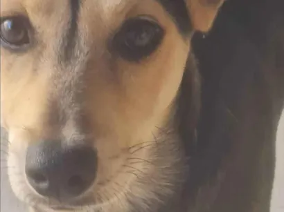 Cachorro raça SRD-ViraLata idade 2 a 6 meses nome Não tem nomev