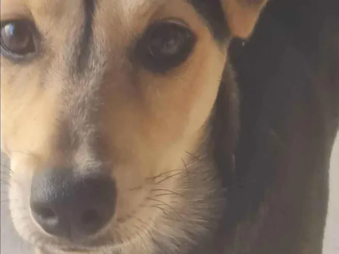 Cachorro ra a SRD-ViraLata idade 2 a 6 meses nome Não tem nomev