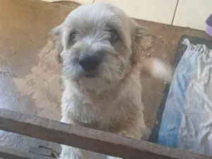 Cachorro raça Shitzu idade 2 a 6 meses nome Thor 