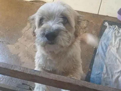 Cachorro raça Shitzu idade 2 a 6 meses nome Thor 