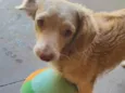 Miojo