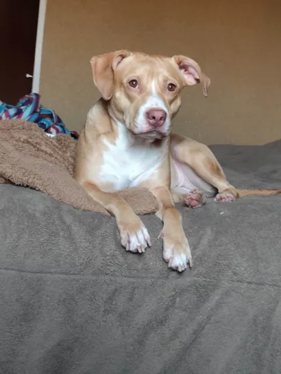 Cachorro raça Pit-Bull idade 3 anos nome Maria