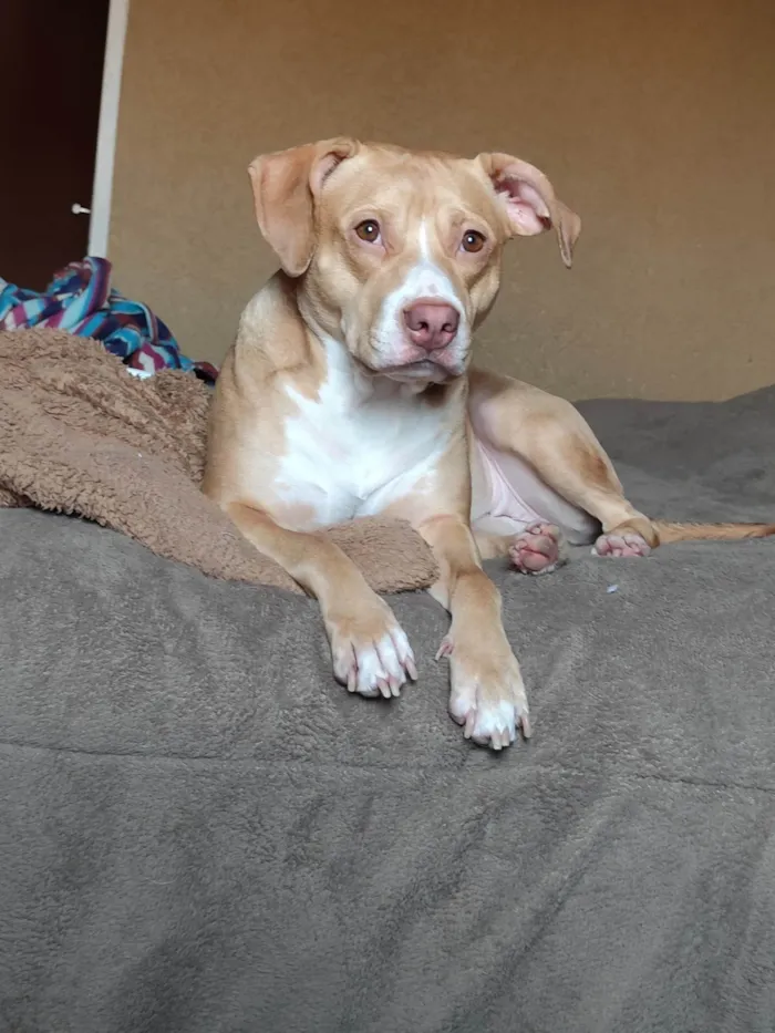 Cachorro ra a Pit-Bull idade 3 anos nome Maria