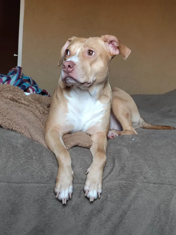 Cachorro ra a Pit-Bull idade 3 anos nome Maria