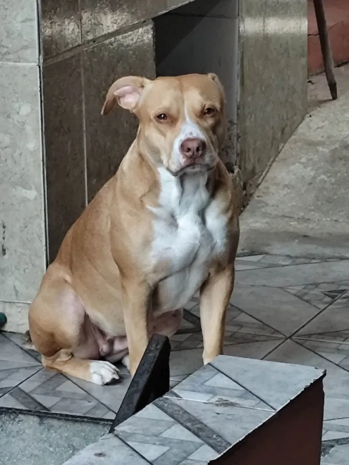 Cachorro ra a Pit-Bull idade 3 anos nome Maria