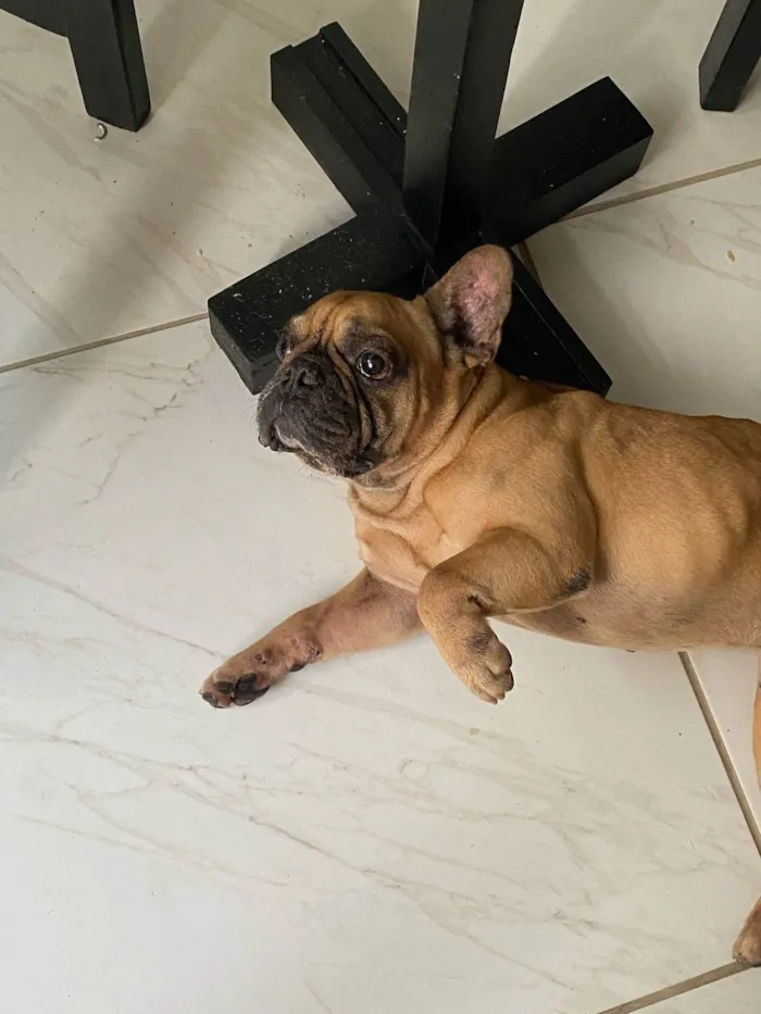 Cachorro ra a Bulldog idade 6 ou mais anos nome Tunico