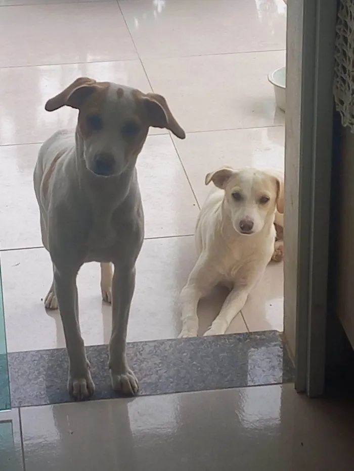 Cachorro ra a SRD-ViraLata idade 7 a 11 meses nome Pitucha