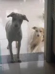 Pitucha
