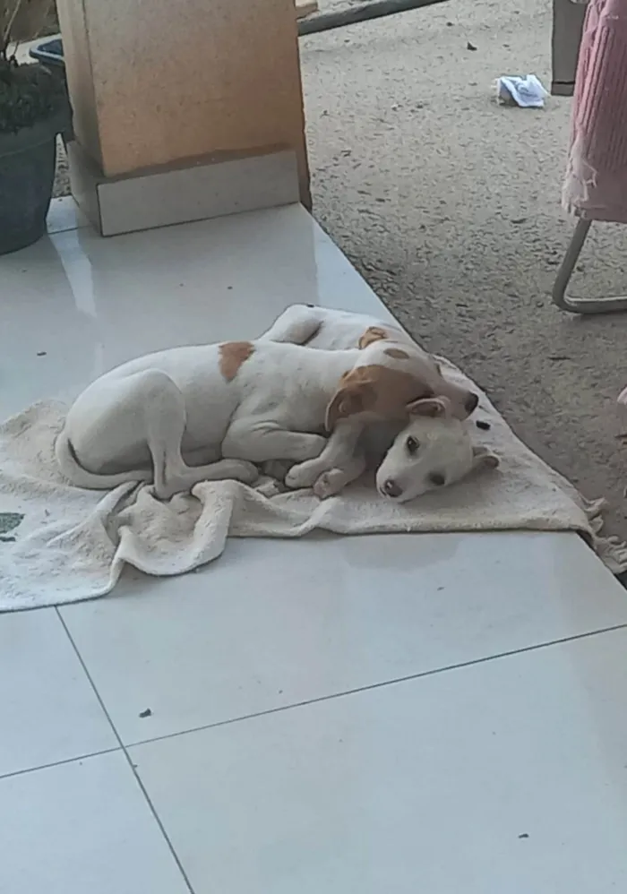 Cachorro ra a SRD-ViraLata idade 7 a 11 meses nome Pitucha
