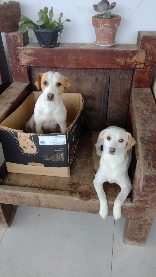 Cachorro ra a SRD-ViraLata idade 7 a 11 meses nome Pitucha