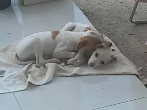 Cachorro raça SRD-ViraLata idade 7 a 11 meses nome Pitucha