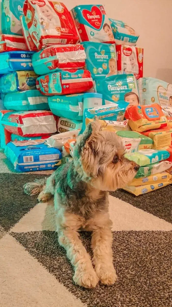 Cachorro ra a Yorkshire idade 6 ou mais anos nome Max