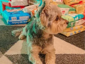Cachorro raça Yorkshire idade 6 ou mais anos nome Max