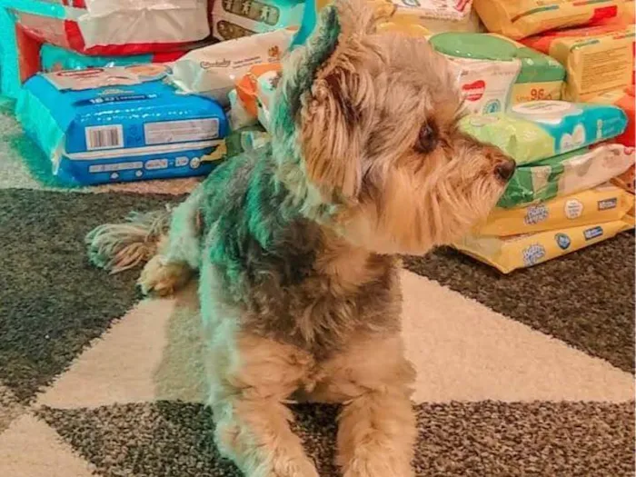 Cachorro ra a Yorkshire idade 6 ou mais anos nome Max
