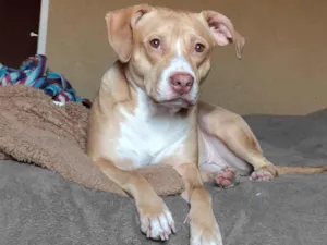 Cachorro raça Pit-Bull idade 3 anos nome Maria
