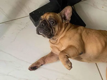 Cachorro raça Bulldog idade 6 ou mais anos nome Tunico