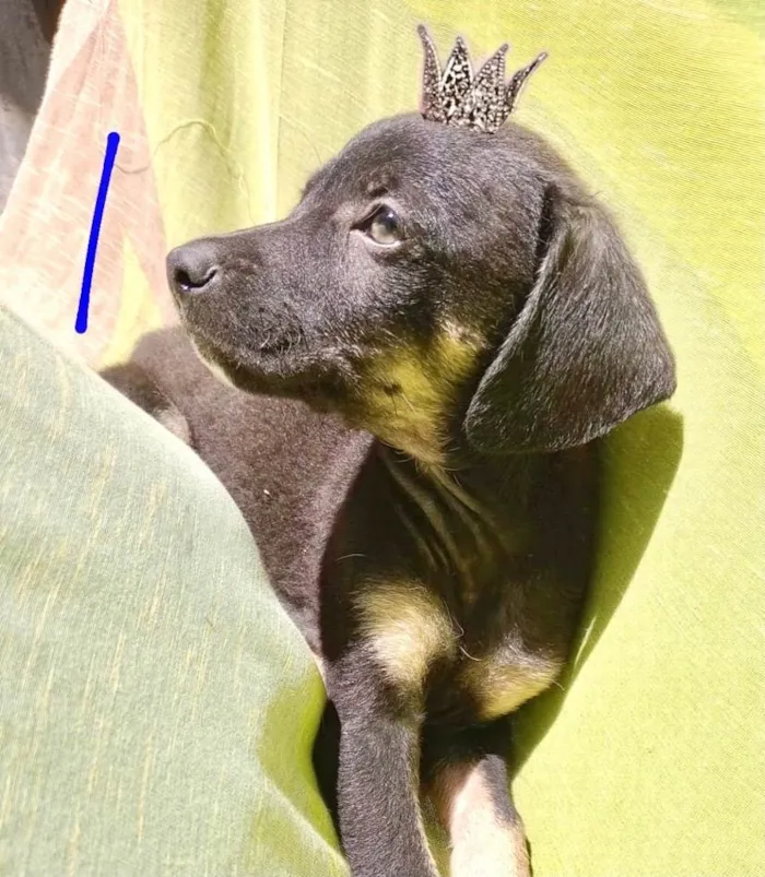 Cachorro ra a SRD-ViraLata idade 2 a 6 meses nome Chocolate bb2meses lindo 