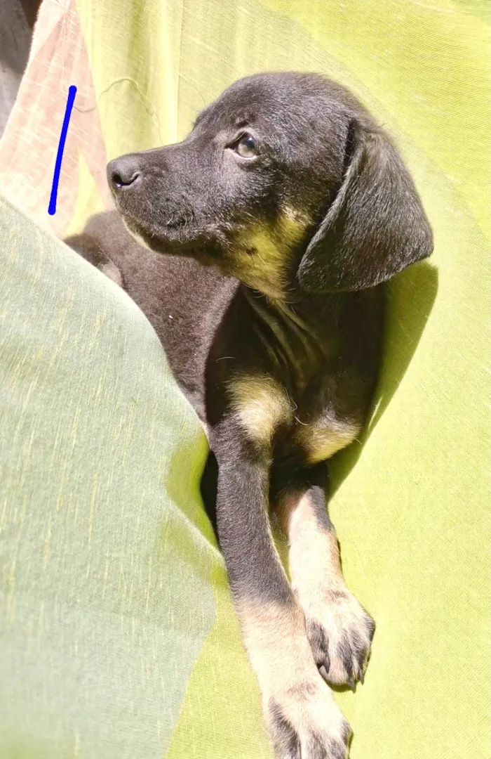 Cachorro ra a SRD-ViraLata idade 2 a 6 meses nome Chocolate bb2meses lindo 