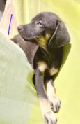 Chocolate bb2meses lindo