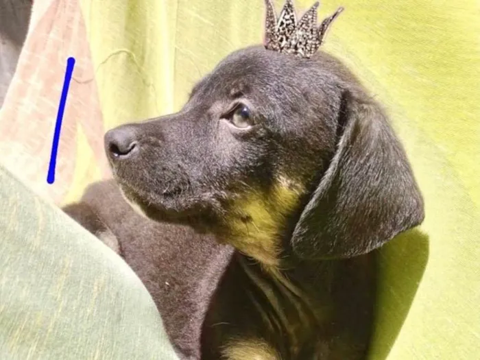 Cachorro ra a SRD-ViraLata idade 2 a 6 meses nome Chocolate bb2meses lindo 