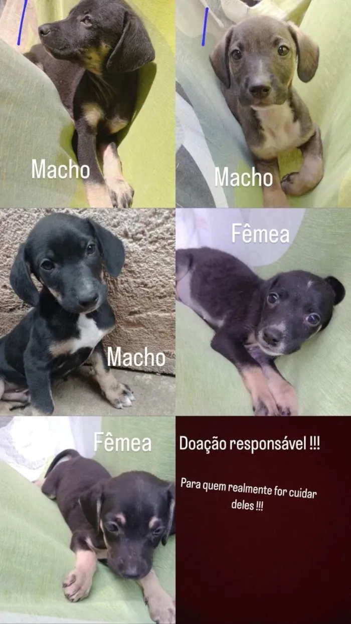 Cachorro ra a SRD-ViraLata idade 2 a 6 meses nome Nutella bb2meses lindo 