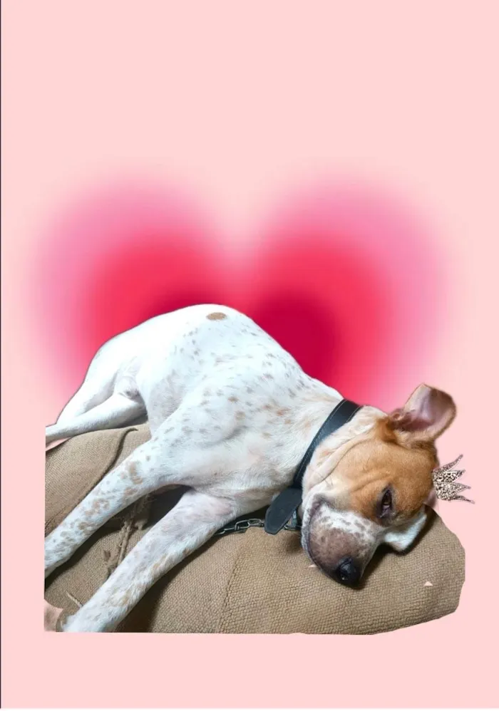 Cachorro ra a SRD-ViraLata idade 7 a 11 meses nome Billy bb10meses 