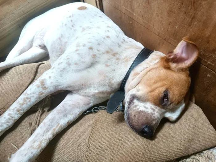 Cachorro ra a SRD-ViraLata idade 7 a 11 meses nome Billy bb10meses 
