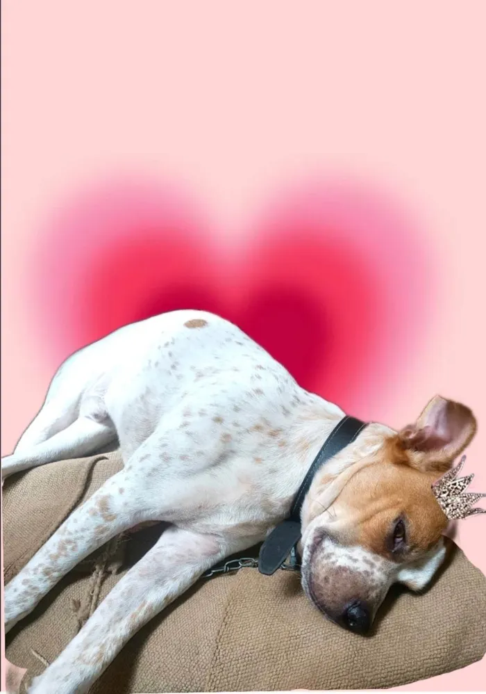 Cachorro ra a SRD-ViraLata idade 7 a 11 meses nome Billy bb10meses 