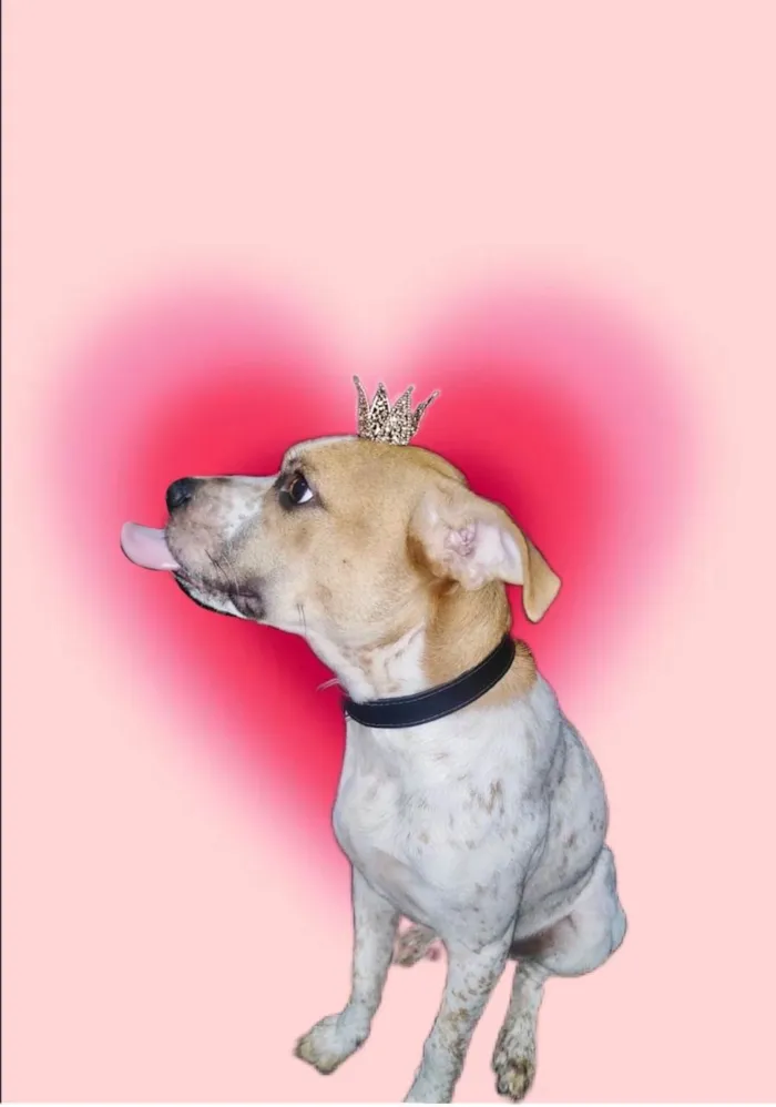 Cachorro ra a SRD-ViraLata idade 7 a 11 meses nome Billy bb10meses 