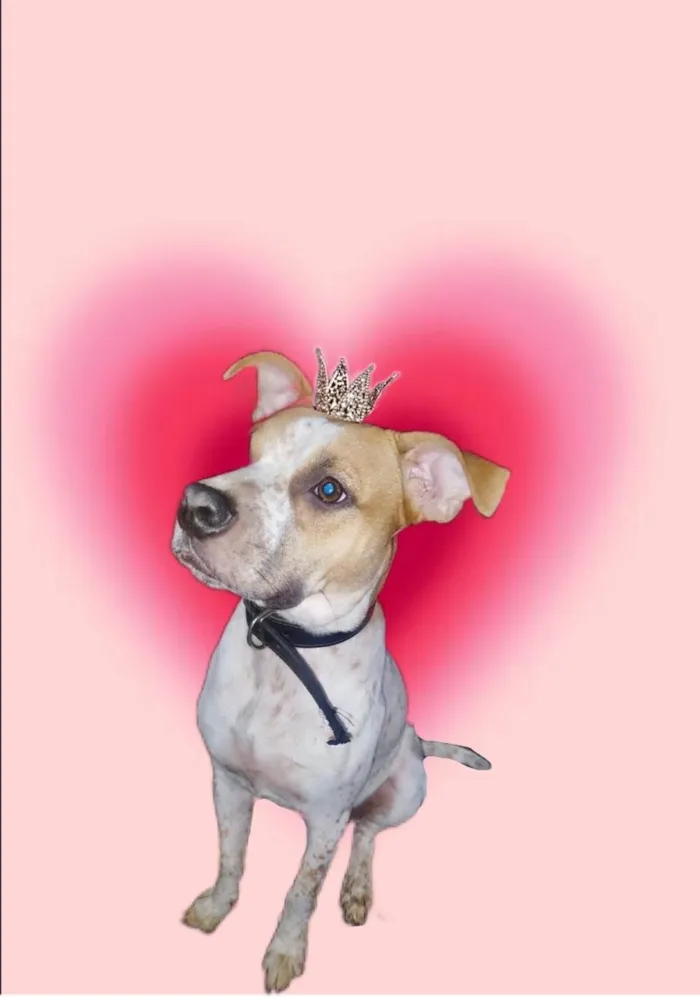 Cachorro ra a SRD-ViraLata idade 7 a 11 meses nome Billy bb10meses 