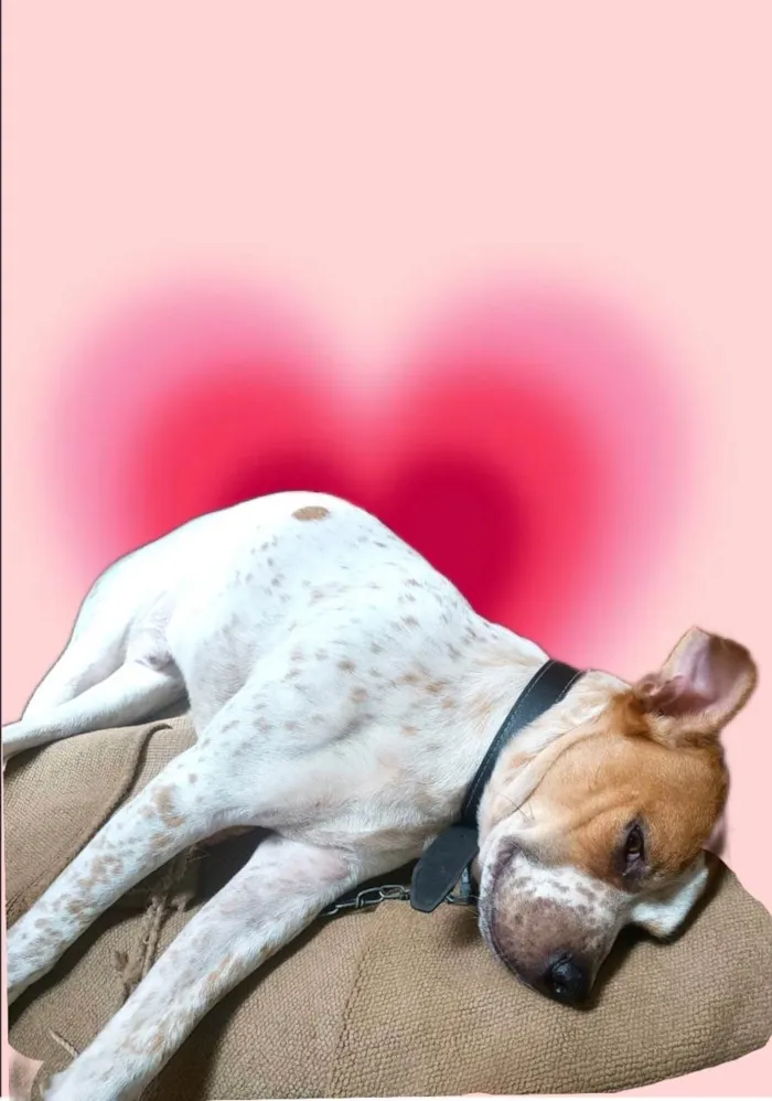 Cachorro ra a SRD-ViraLata idade 7 a 11 meses nome Billy bb10meses 