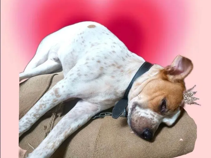 Cachorro ra a SRD-ViraLata idade 7 a 11 meses nome Billy bb10meses 
