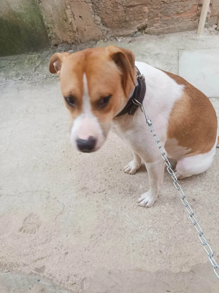 Cachorro ra a SRD-ViraLata idade 7 a 11 meses nome Simon bb10meses lindo 