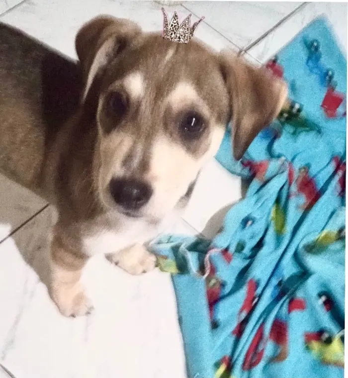 Cachorro ra a SRD-ViraLata idade 2 a 6 meses nome Nino bb5meses lindo 